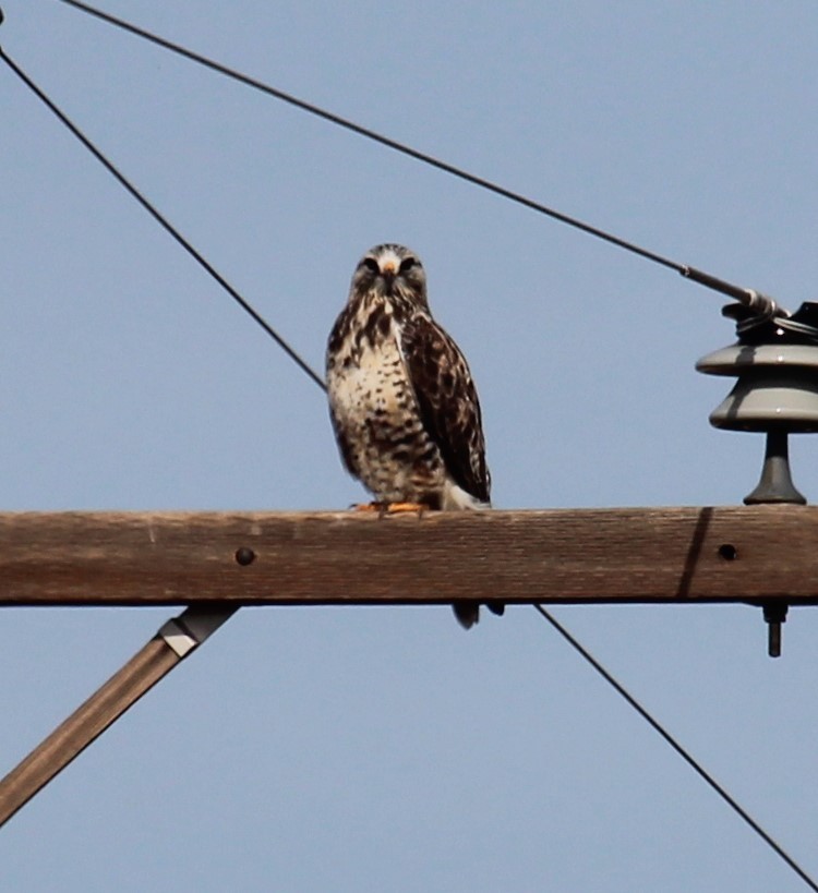 Rough-legged Hawk - ML644992822