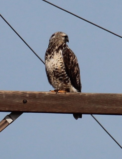 Rough-legged Hawk - ML644992823