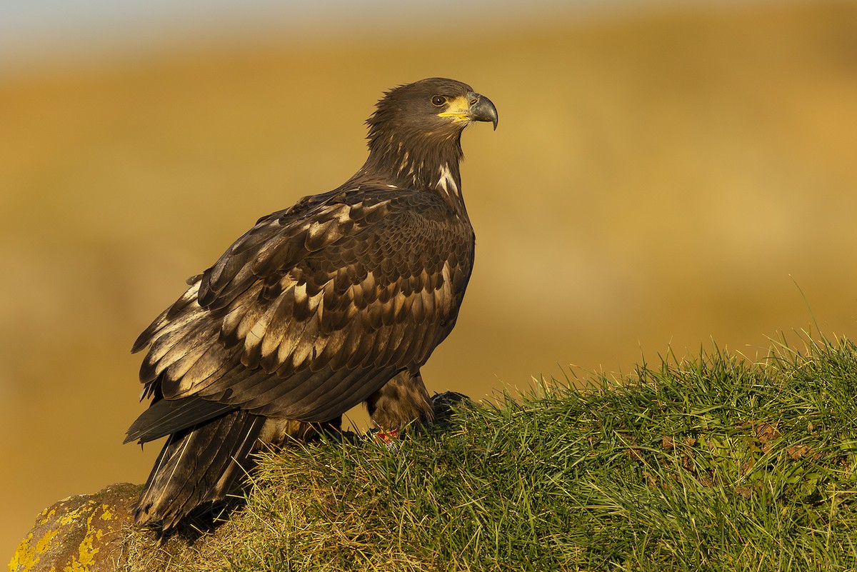 White-tailed Eagle - ML644992827