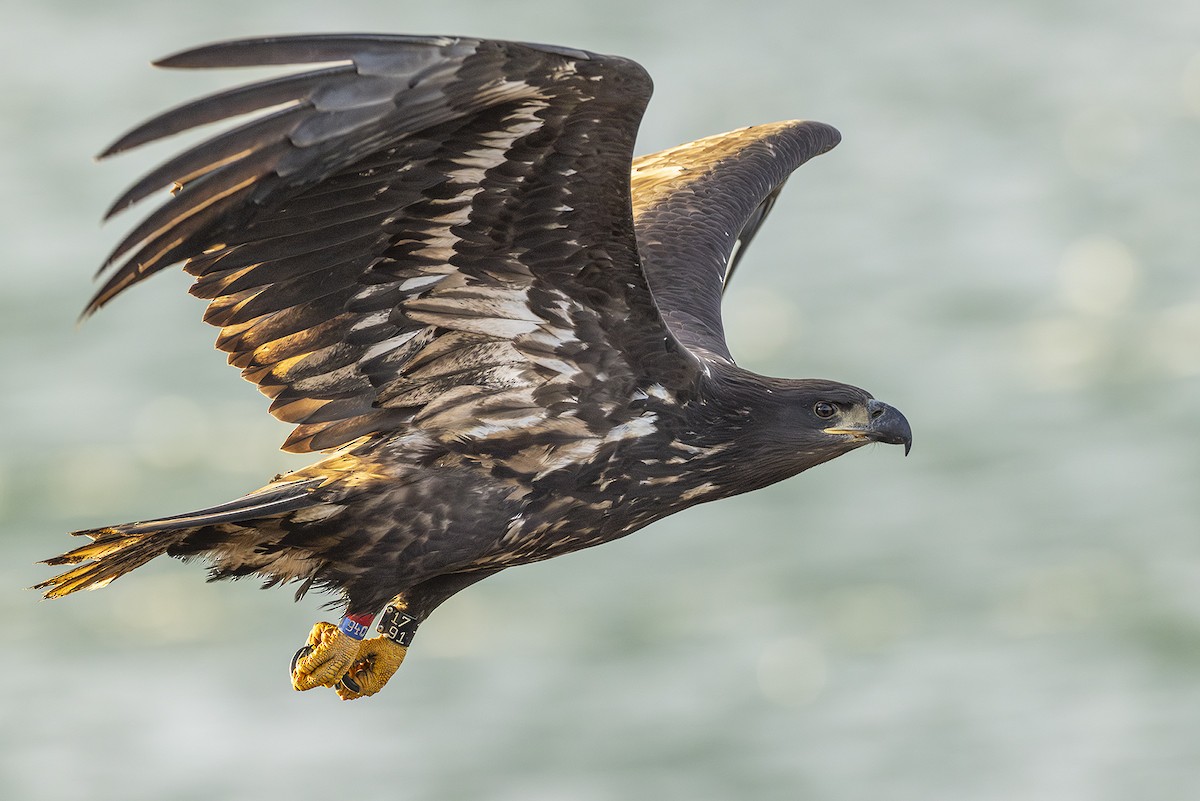 White-tailed Eagle - ML644992836