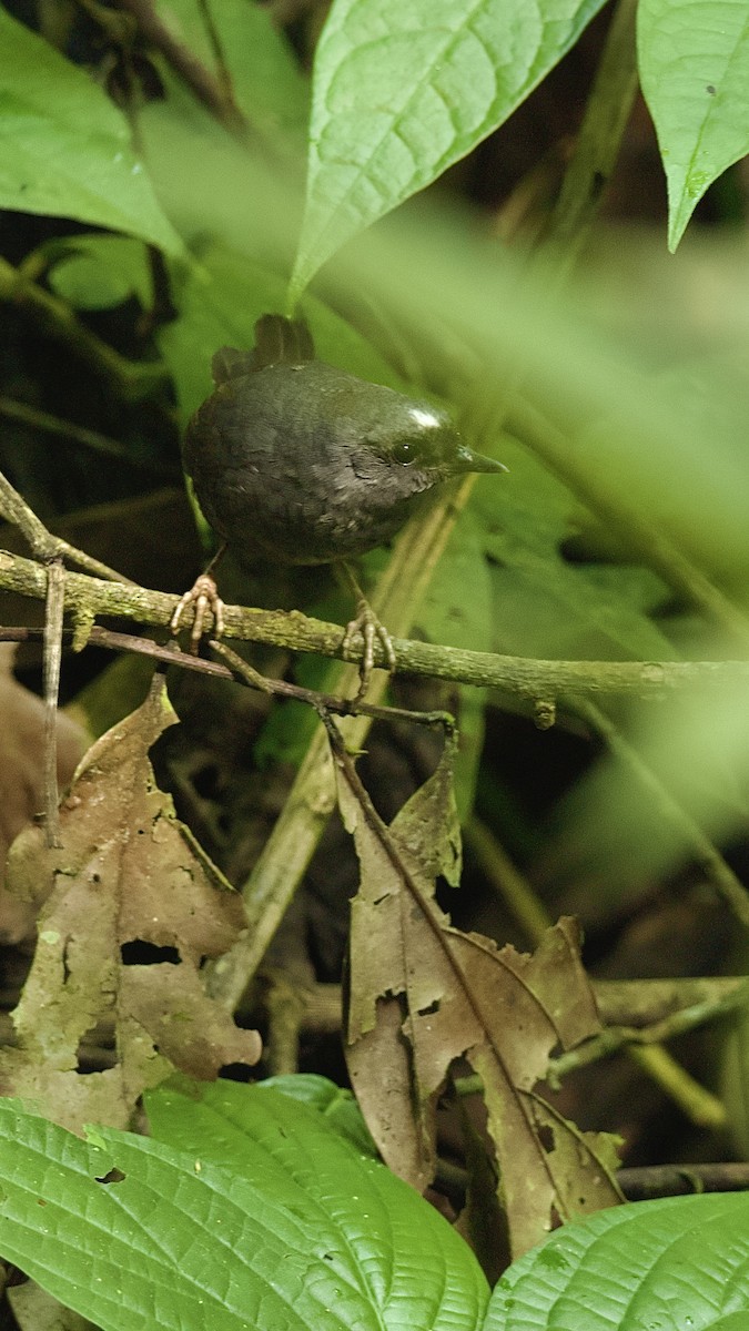 Сантамартийский тапакуло - ML644992850