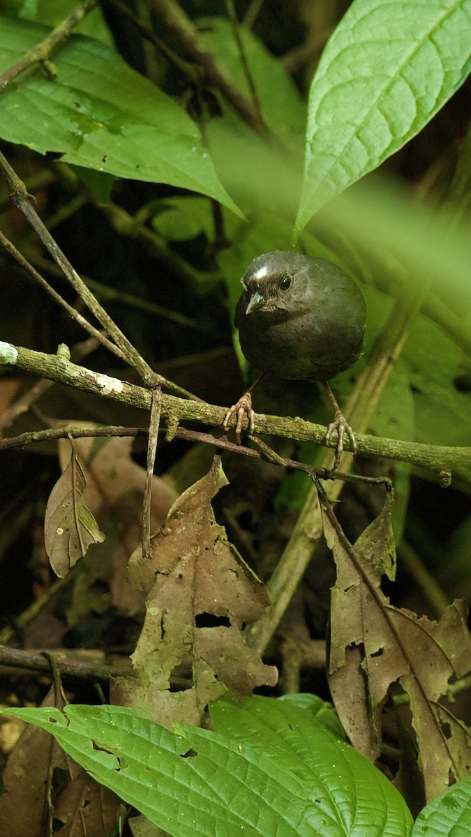 Сантамартийский тапакуло - ML644992851