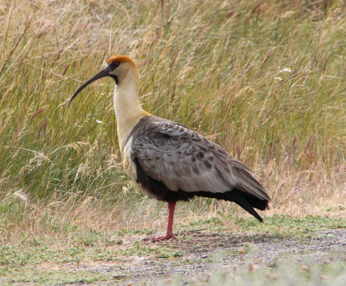 Bandurria Austral - ML644992878