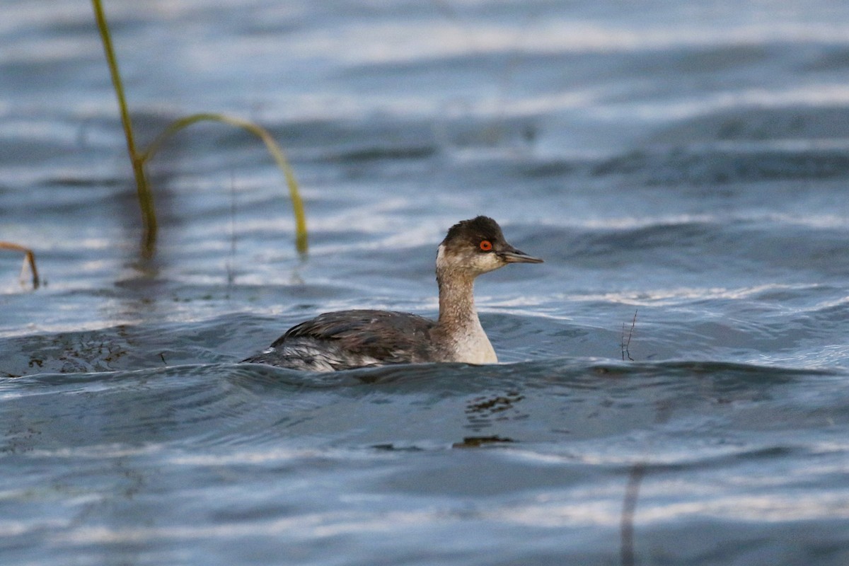 potápka černokrká - ML644992890