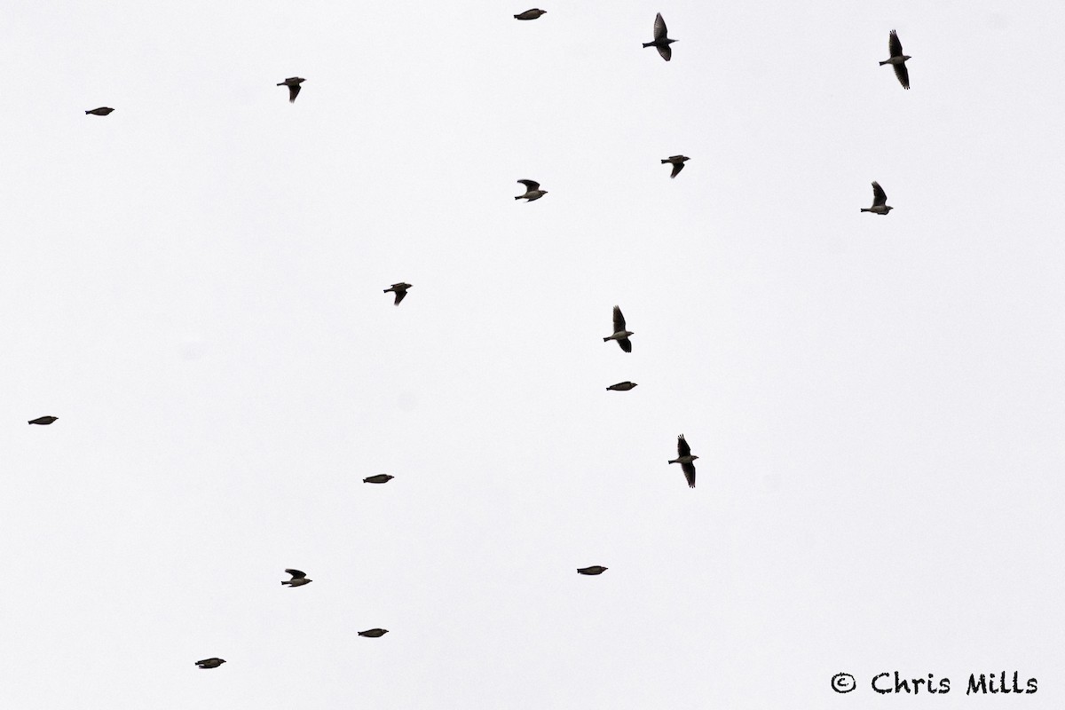 Kalanderlerche - ML644992902