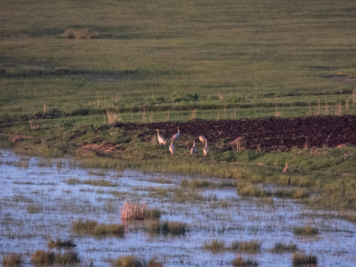 Common Crane - ML644992906