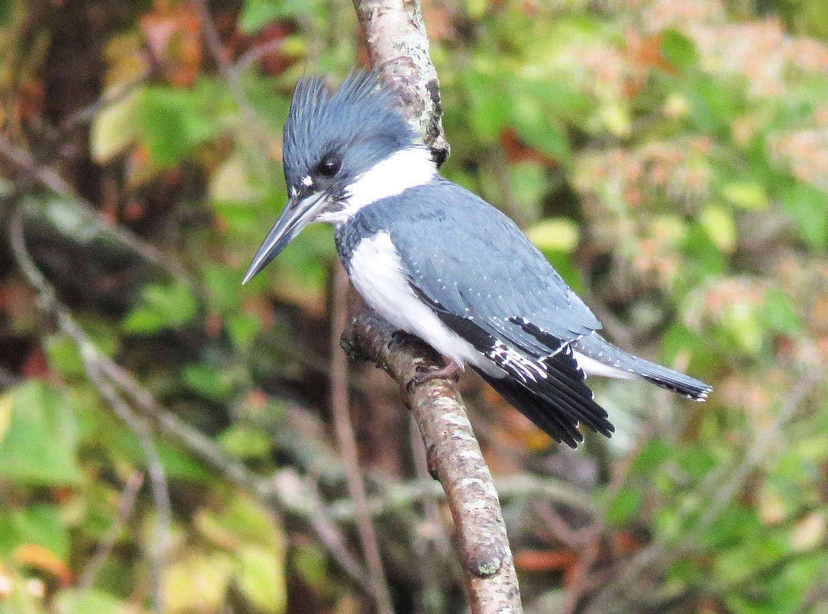 Martin handi iparramerikarra - ML644992915