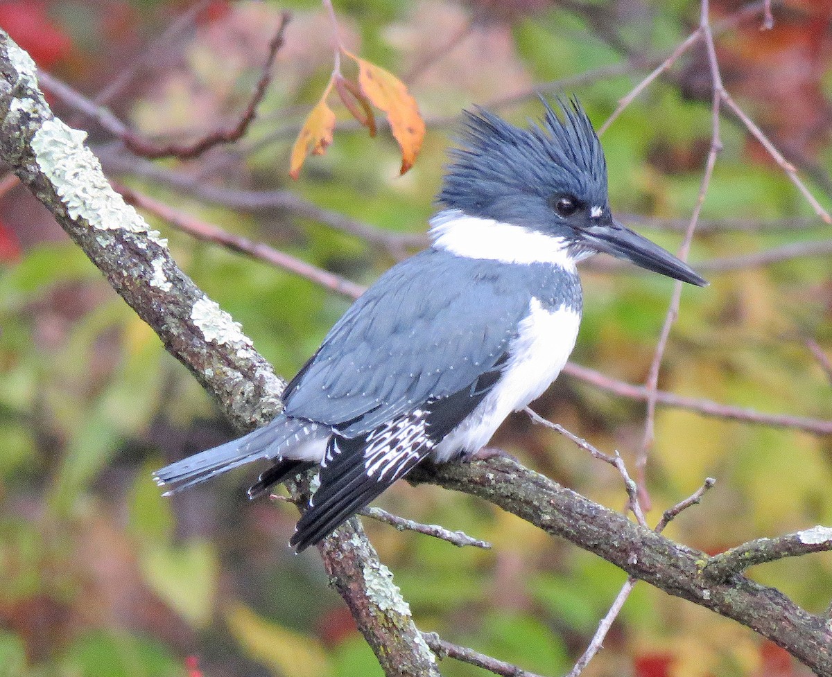 Martin handi iparramerikarra - ML644992916