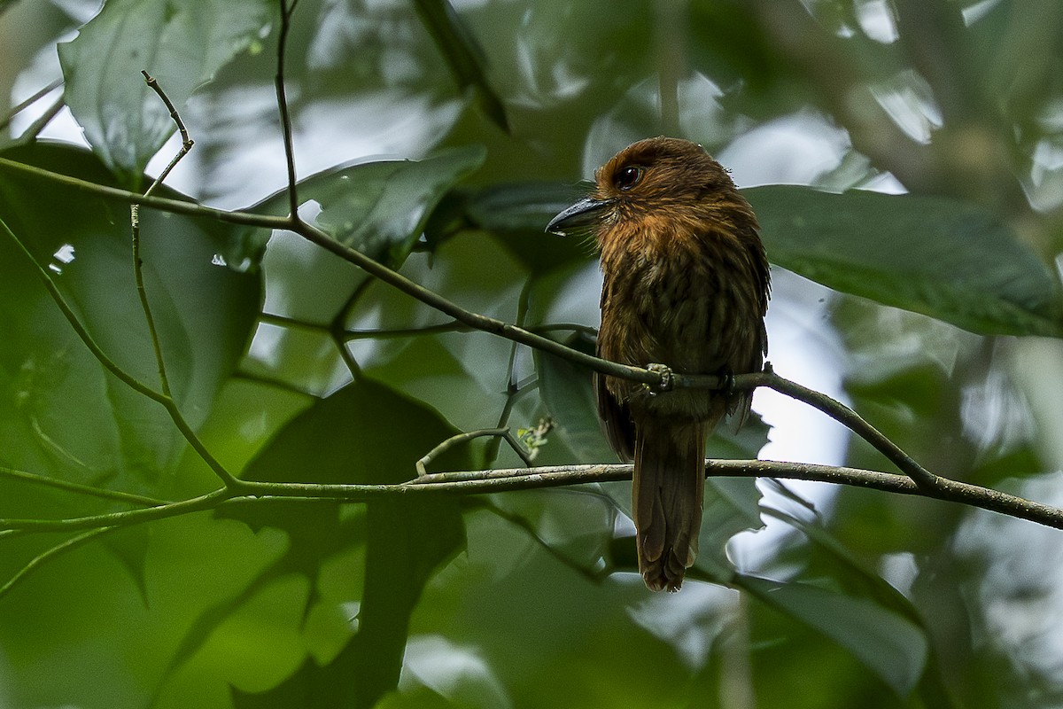 White-whiskered Puffbird - ML644992917