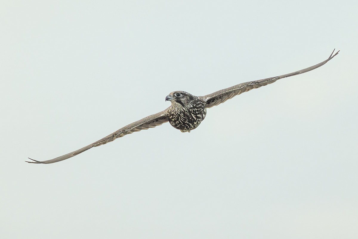 Gerfalke - ML644992930