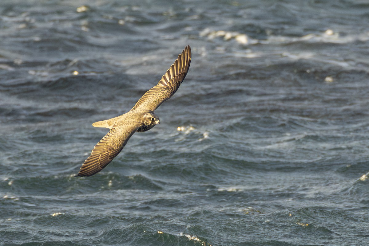 Gerfalke - ML644992931