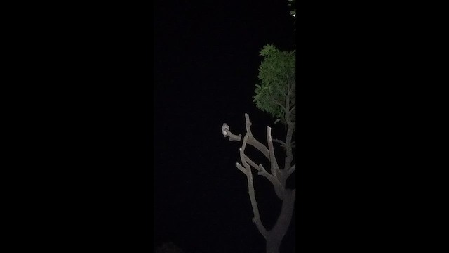 Karaca Bubuk - ML644992938