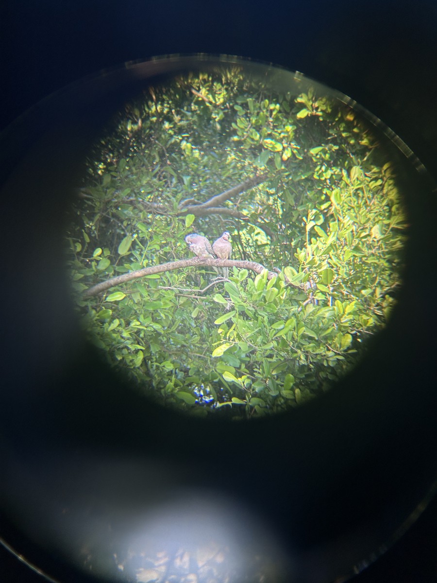 Spotted Dove - ML644992945