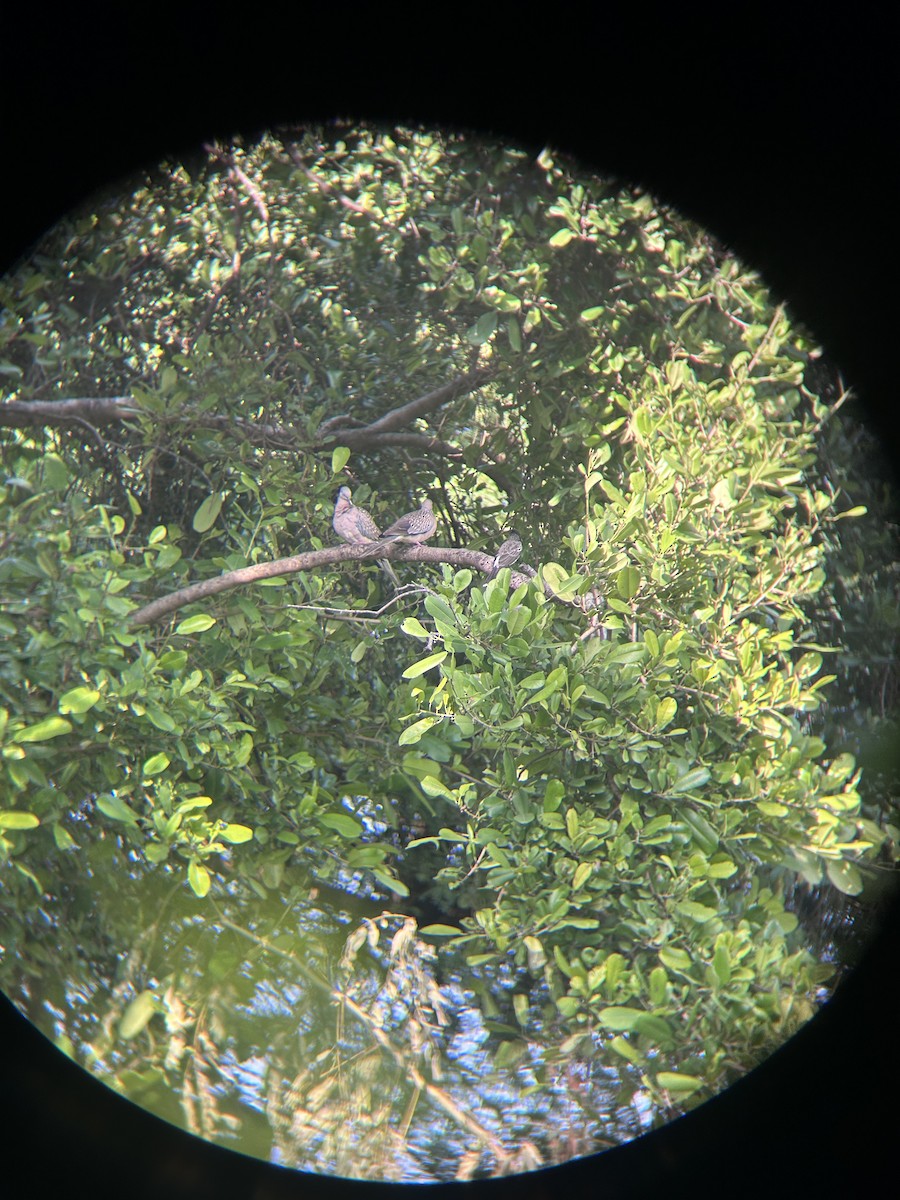 Spotted Dove - ML644992946
