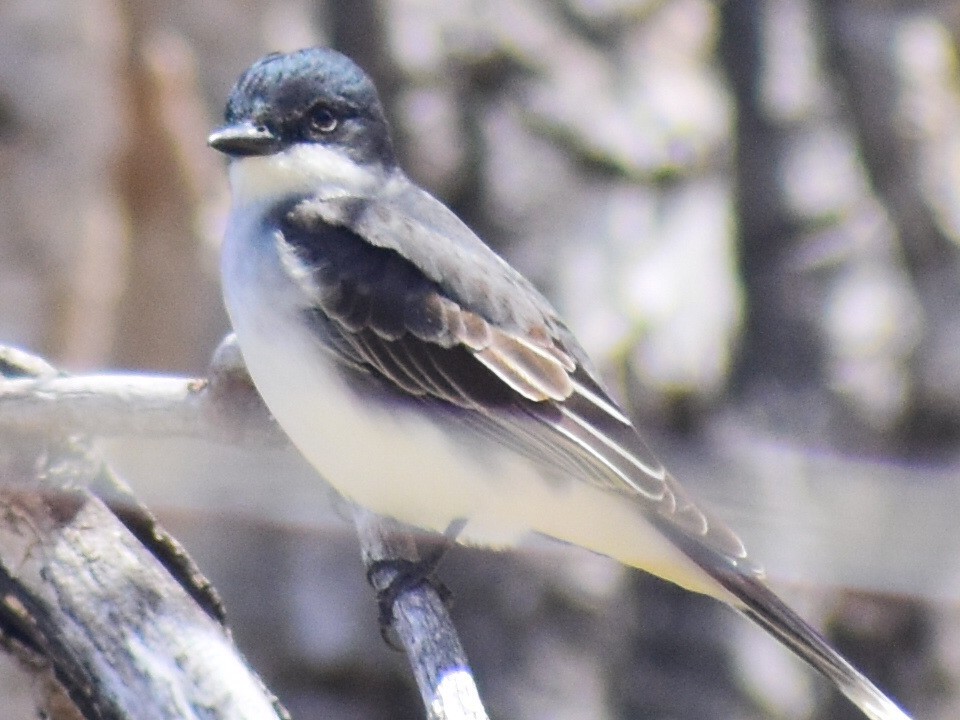 Tirano Oriental - ML644992956