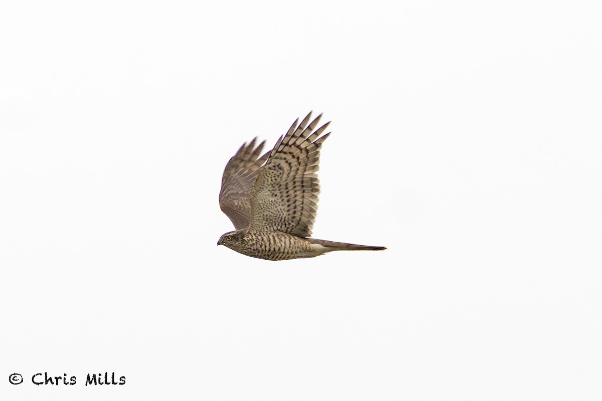 Eurasian Sparrowhawk - ML644992959