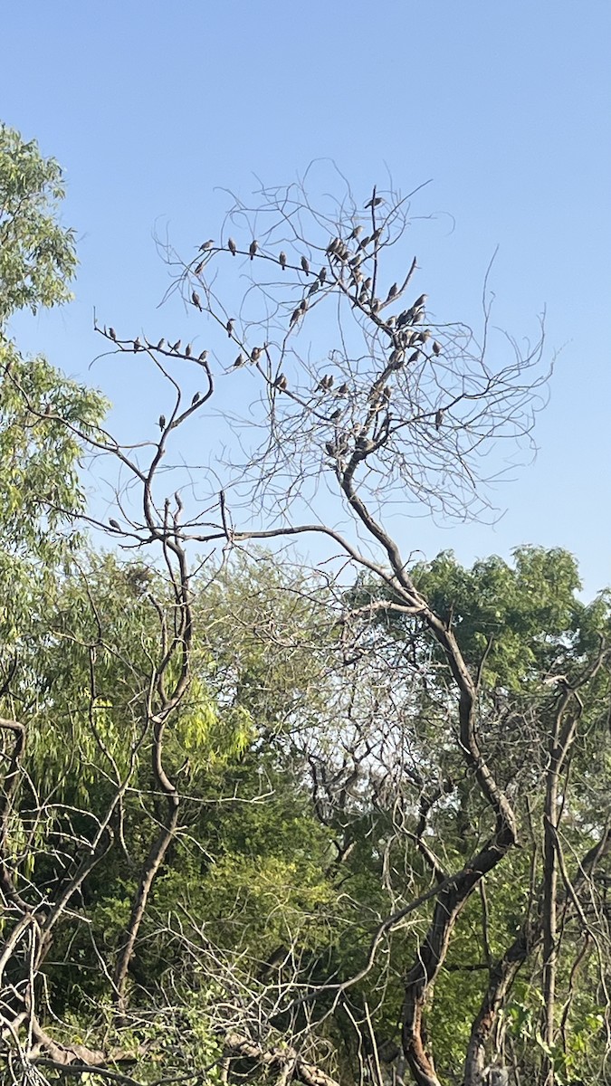 Chestnut-tailed Starling - ML644992960