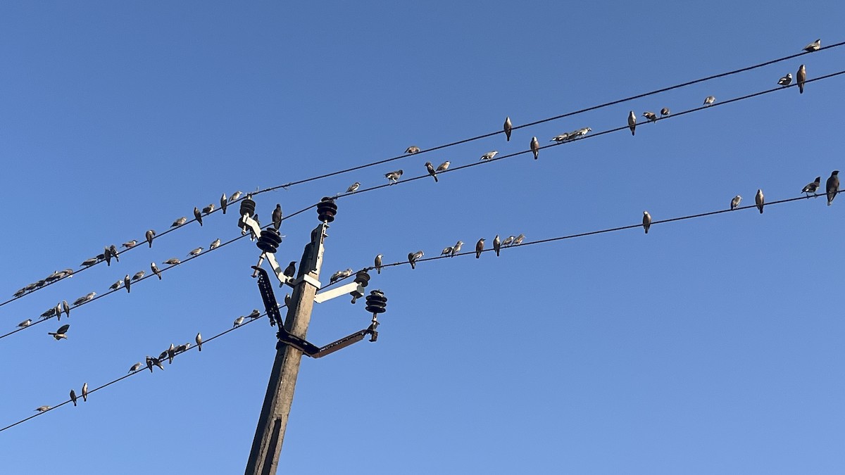 Chestnut-tailed Starling - ML644992961