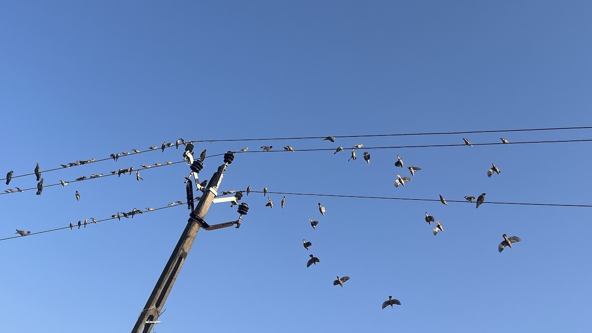 Chestnut-tailed Starling - ML644992962