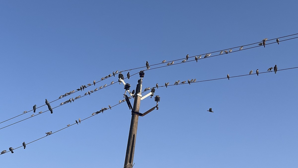 Chestnut-tailed Starling - ML644992963