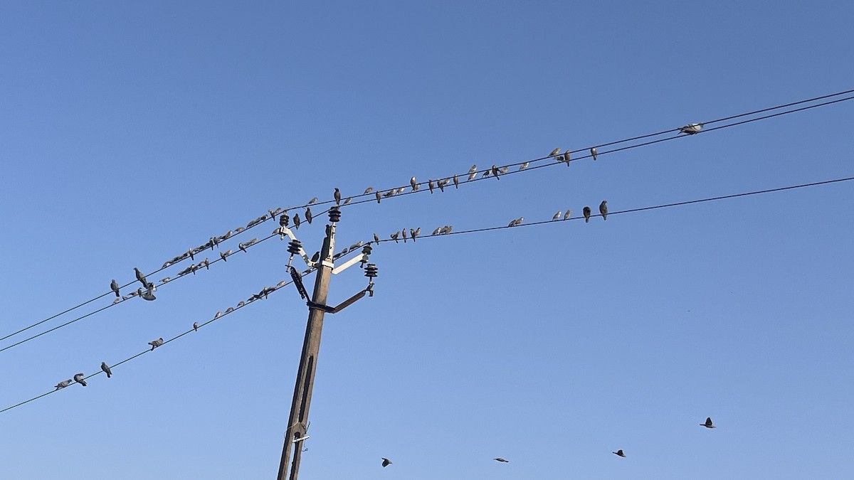 Chestnut-tailed Starling - ML644992964