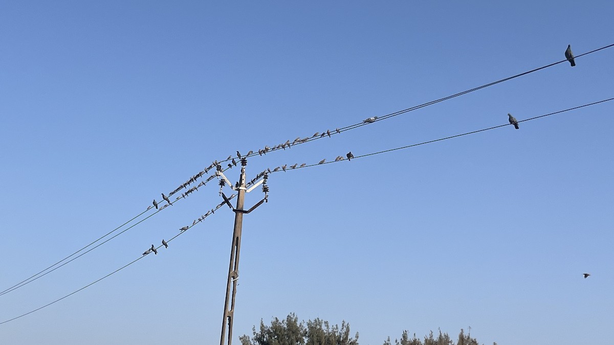 Chestnut-tailed Starling - ML644992965