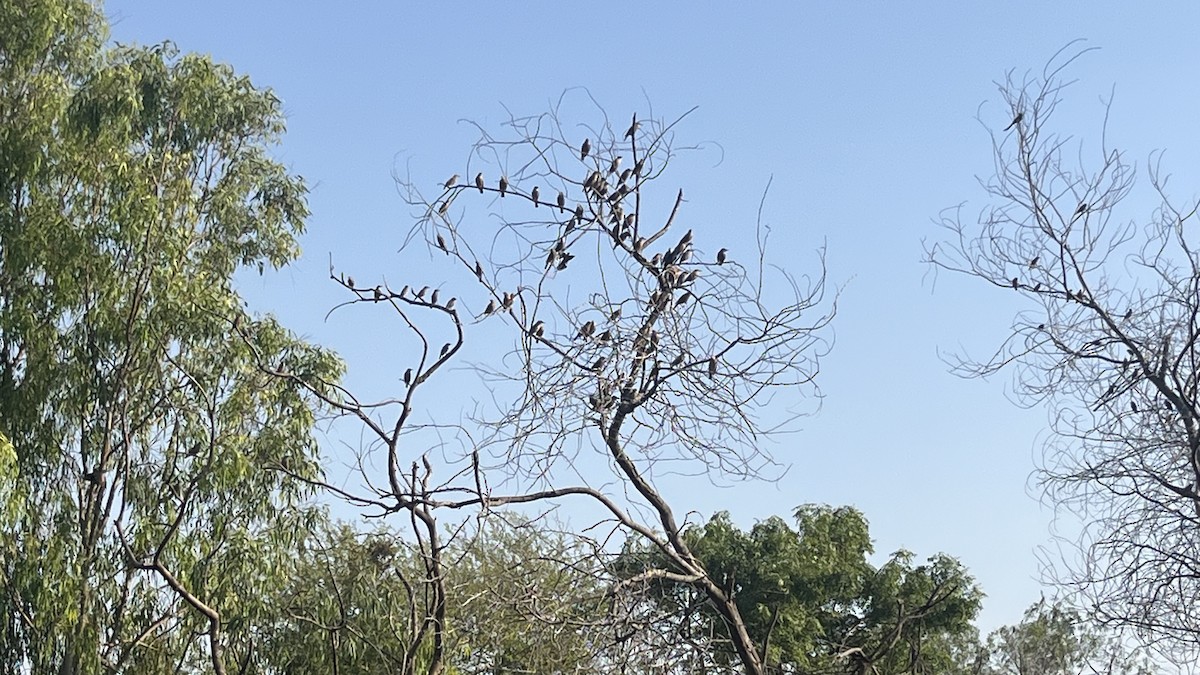 Chestnut-tailed Starling - ML644992966
