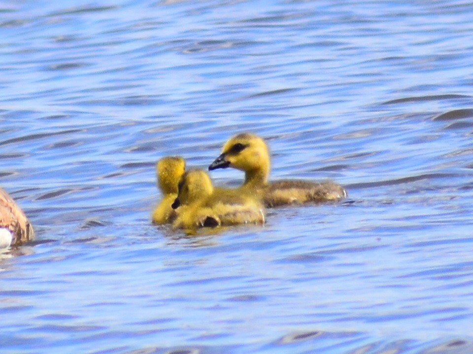 Barnacla Canadiense Grande (moffitti/maxima) - ML644992974