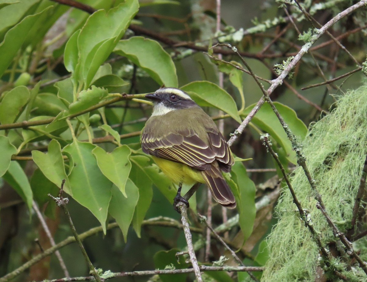 Tyran sociable - ML644992977