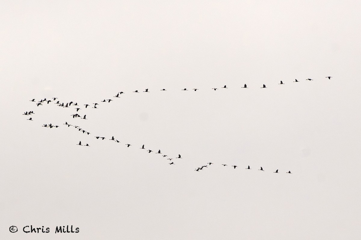 Common Crane - ML644992995