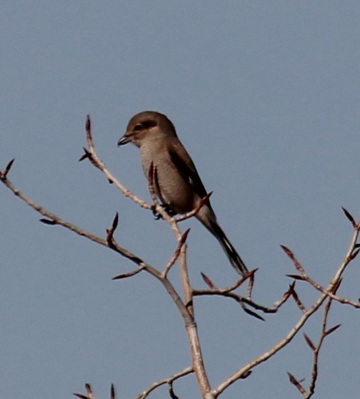 Northern Shrike - ML644993003