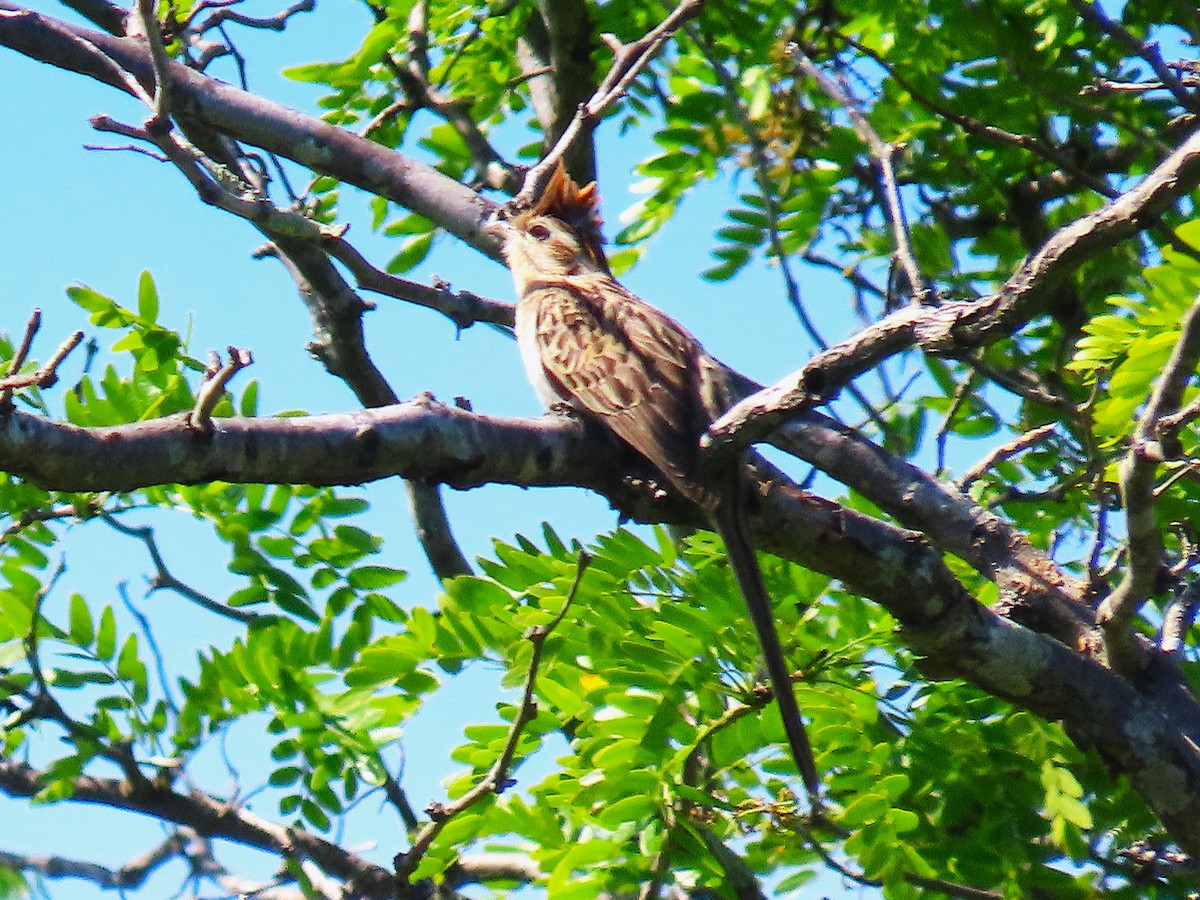 Striped Cuckoo - ML644993006