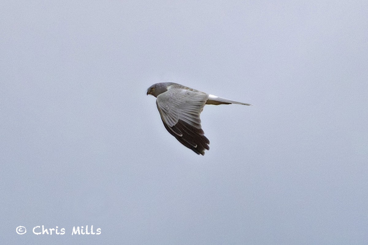 Hen Harrier - ML644993009