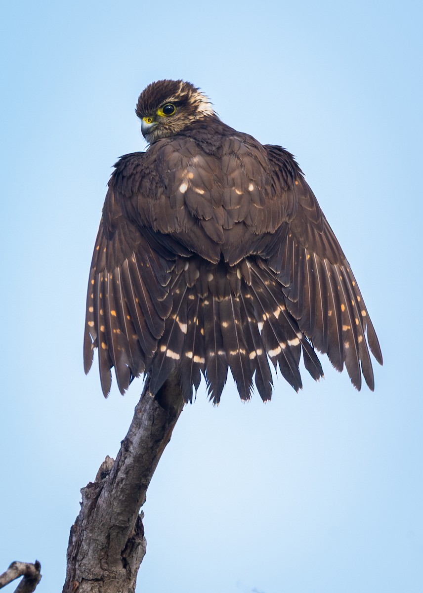 Merlin - ML644993024