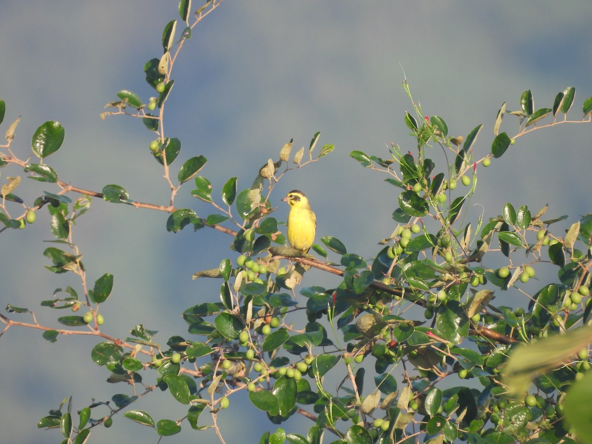 Verderón del Himalaya - ML644993055