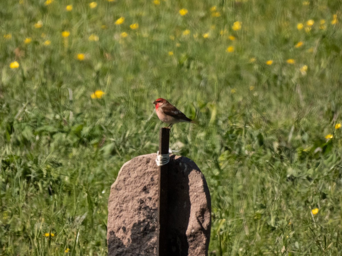 Common Rosefinch - ML644993056