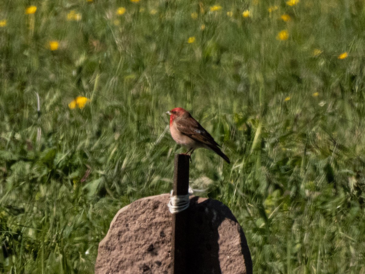 Common Rosefinch - ML644993057