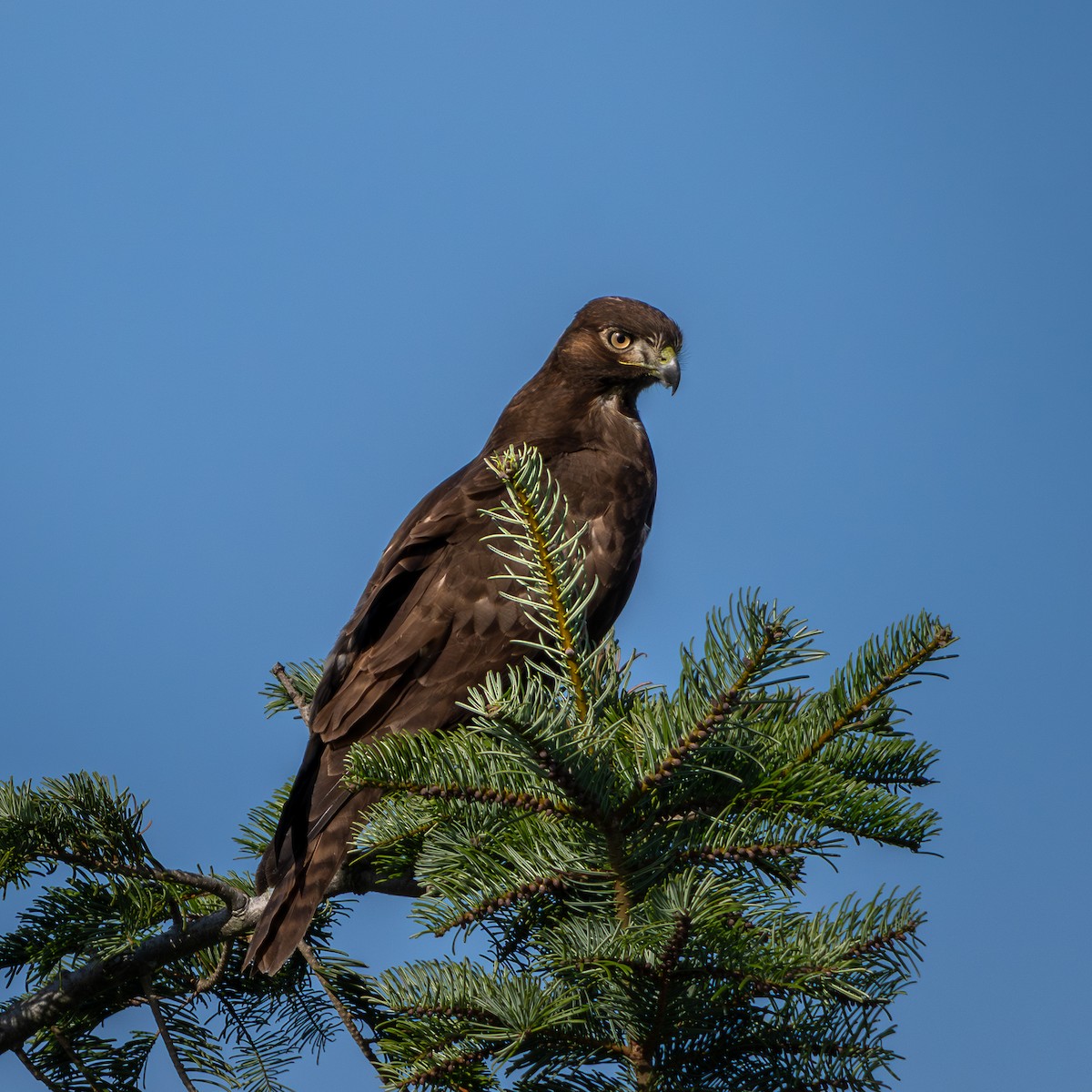 Red-tailed Hawk - ML644993063