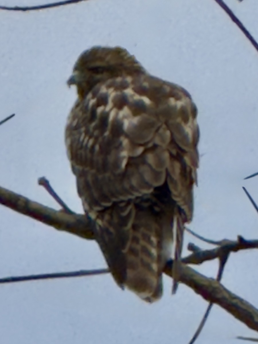 Red-shouldered Hawk - ML644993073