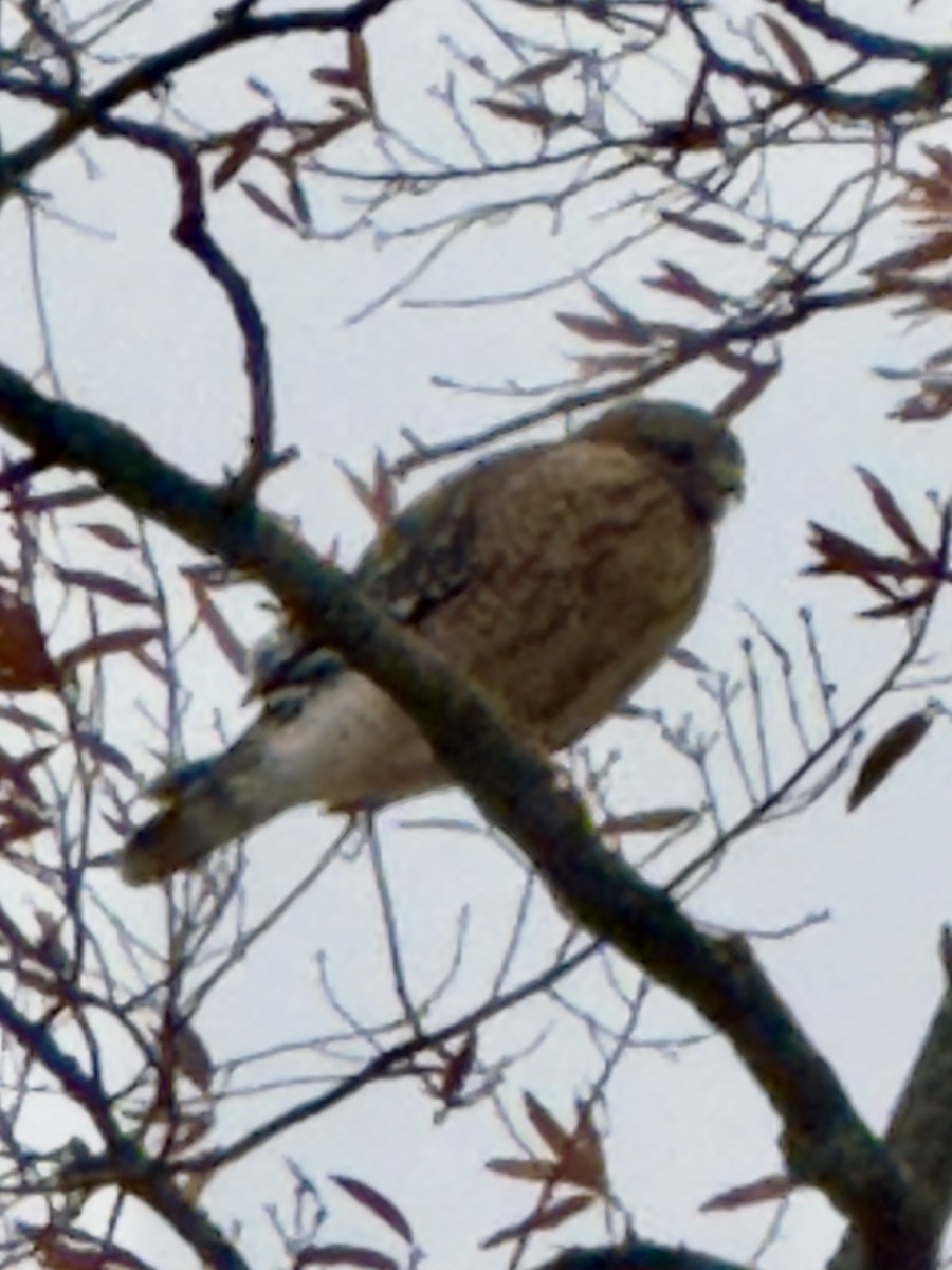 Red-shouldered Hawk - ML644993074