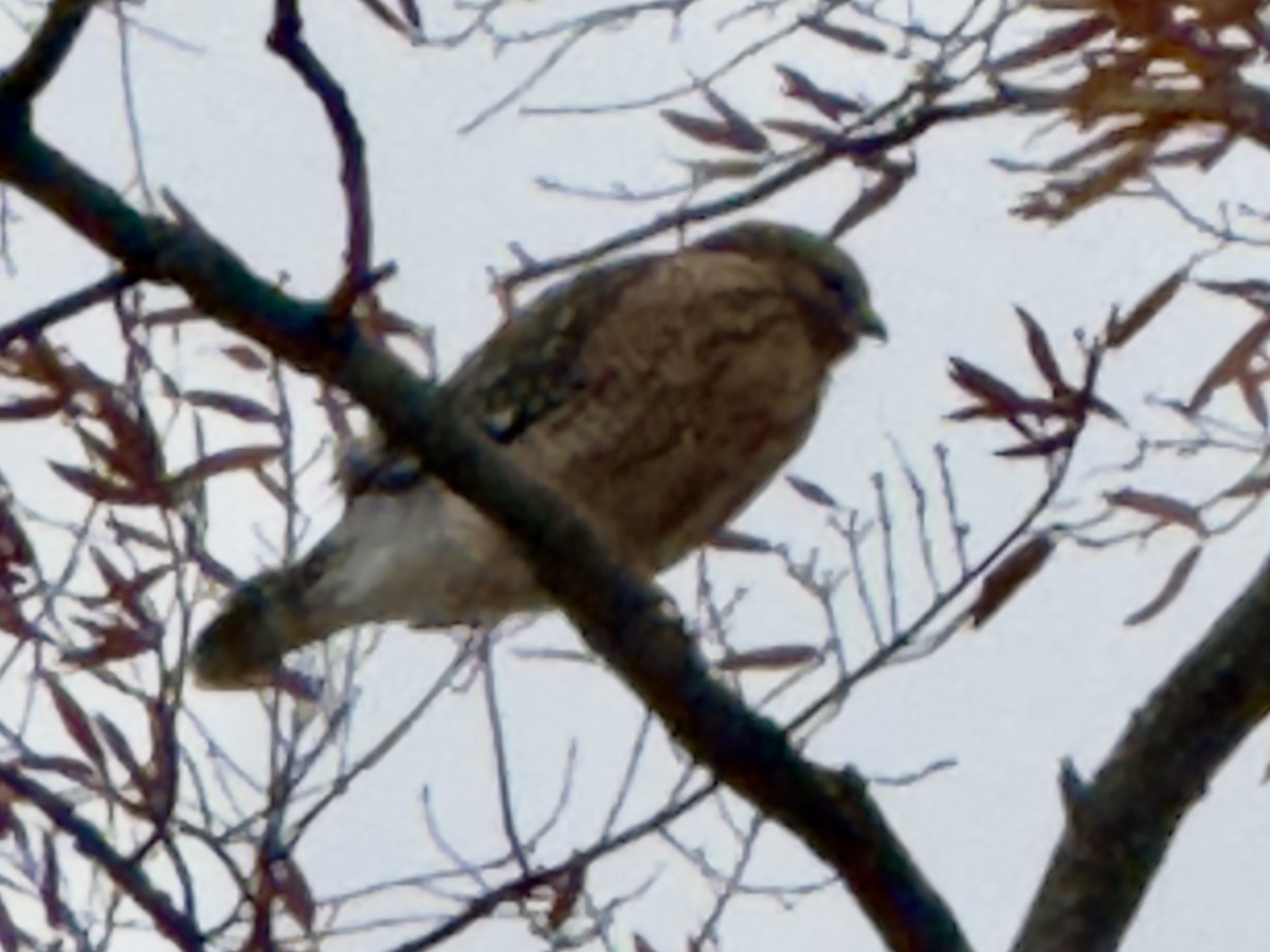 Red-shouldered Hawk - ML644993075