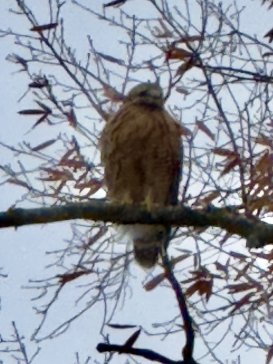 Red-shouldered Hawk - ML644993076