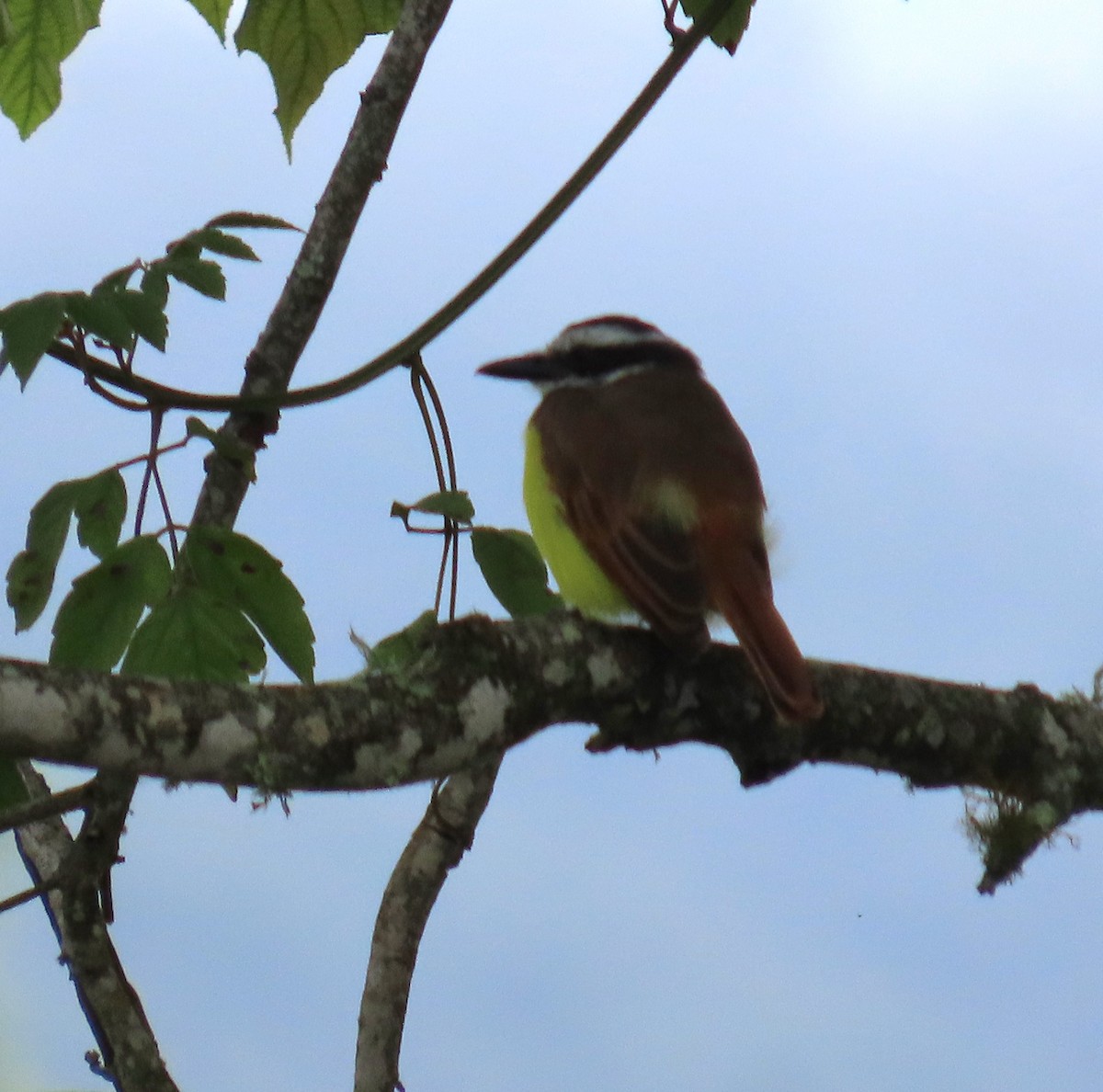 Boat-billed Flycatcher - ML644993082