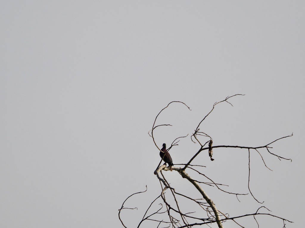 Pale-vented Pigeon - ML644993086