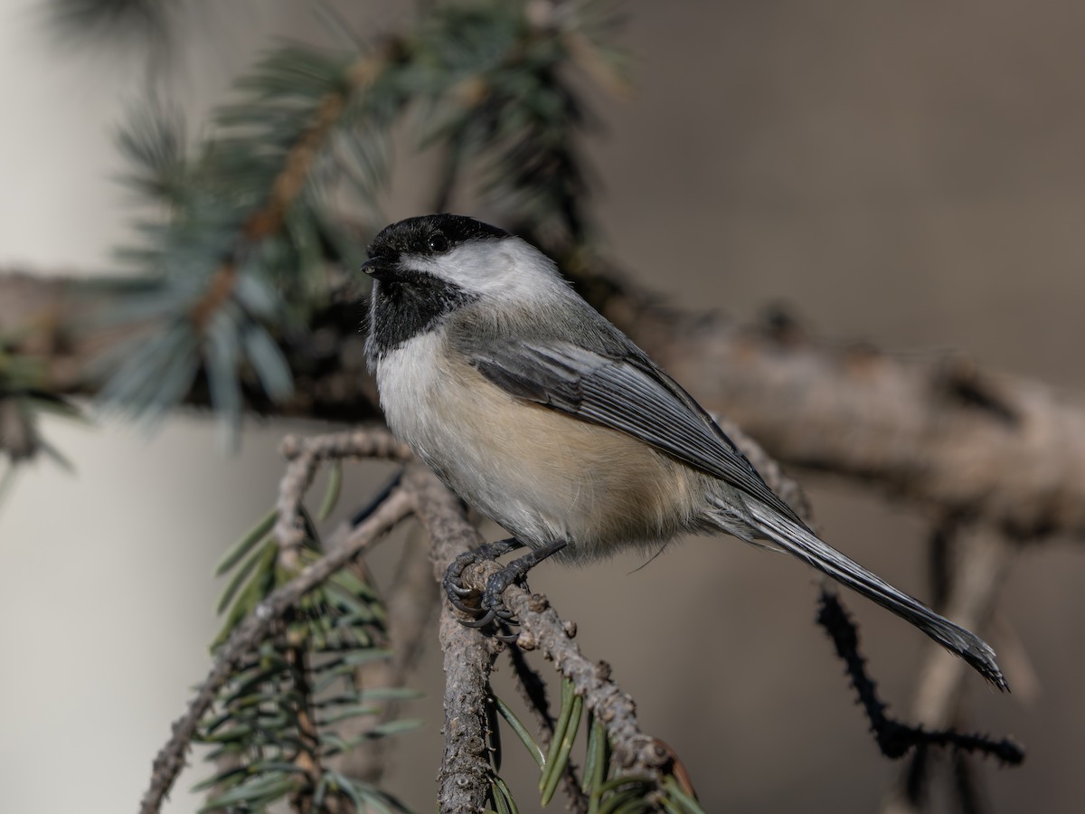 Гаїчка світлокрила - ML644993088