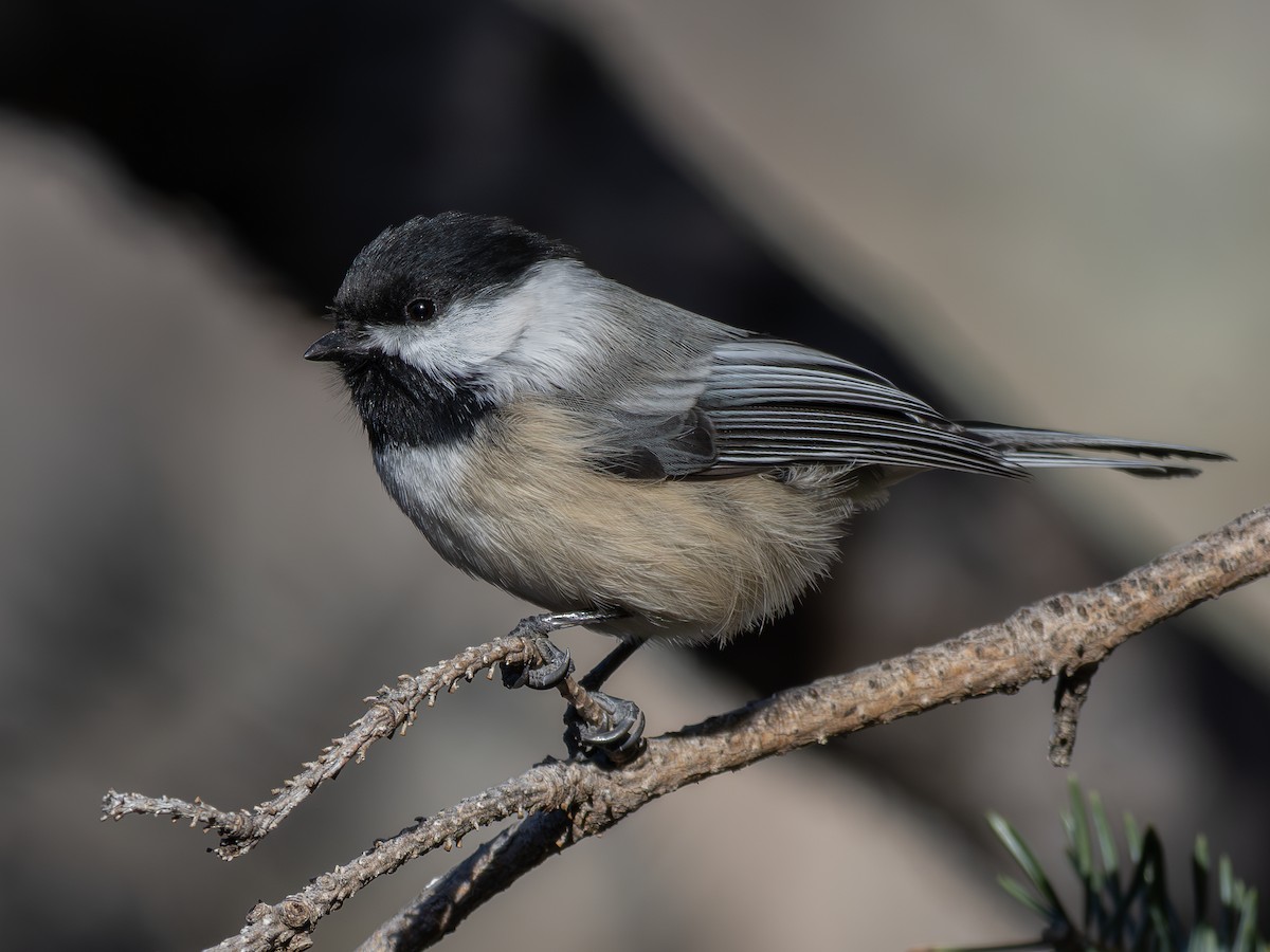 Гаїчка світлокрила - ML644993089