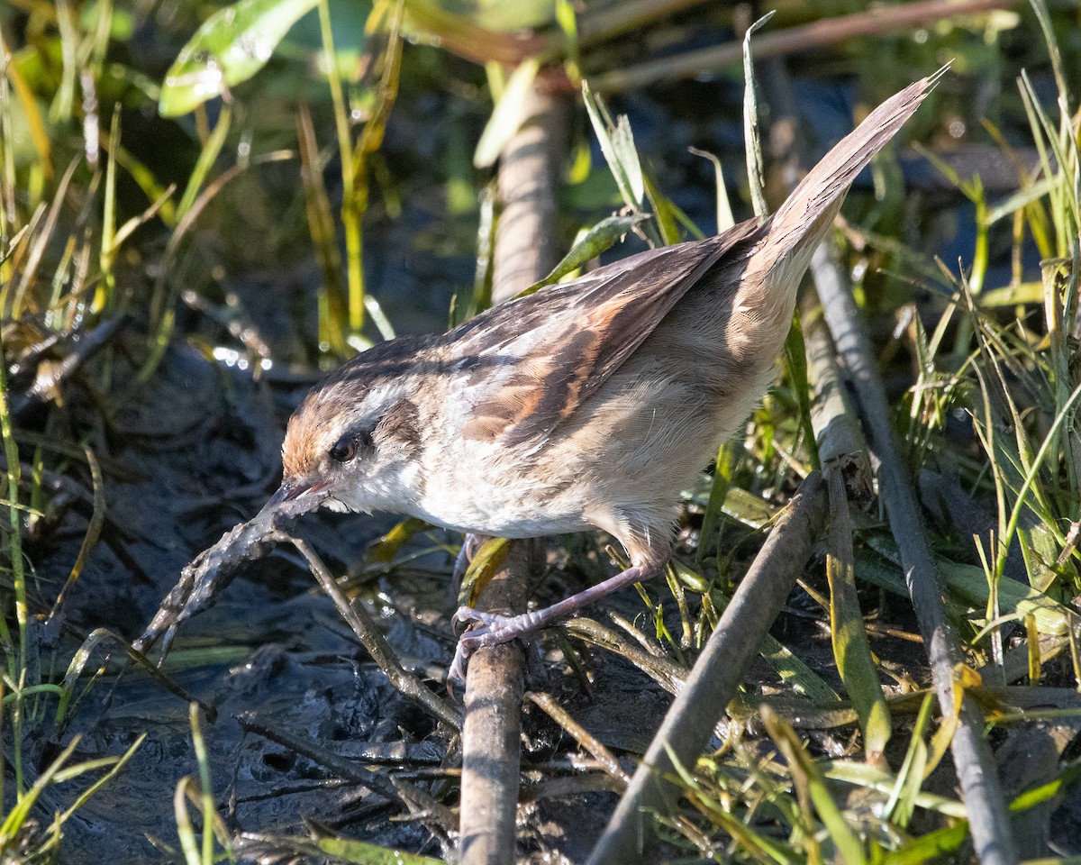 Junquero troglodyte - ML644993091
