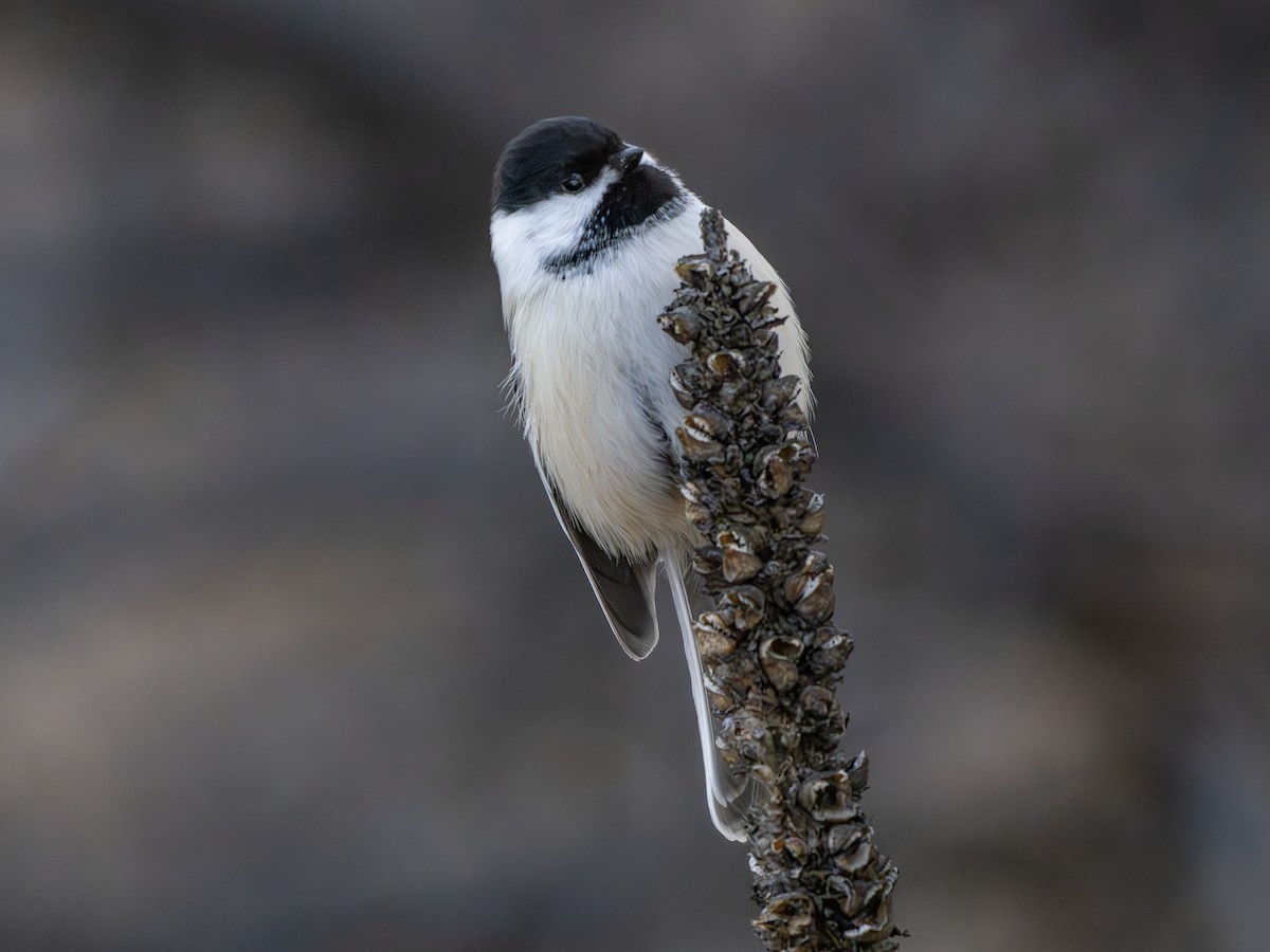 Гаїчка світлокрила - ML644993092