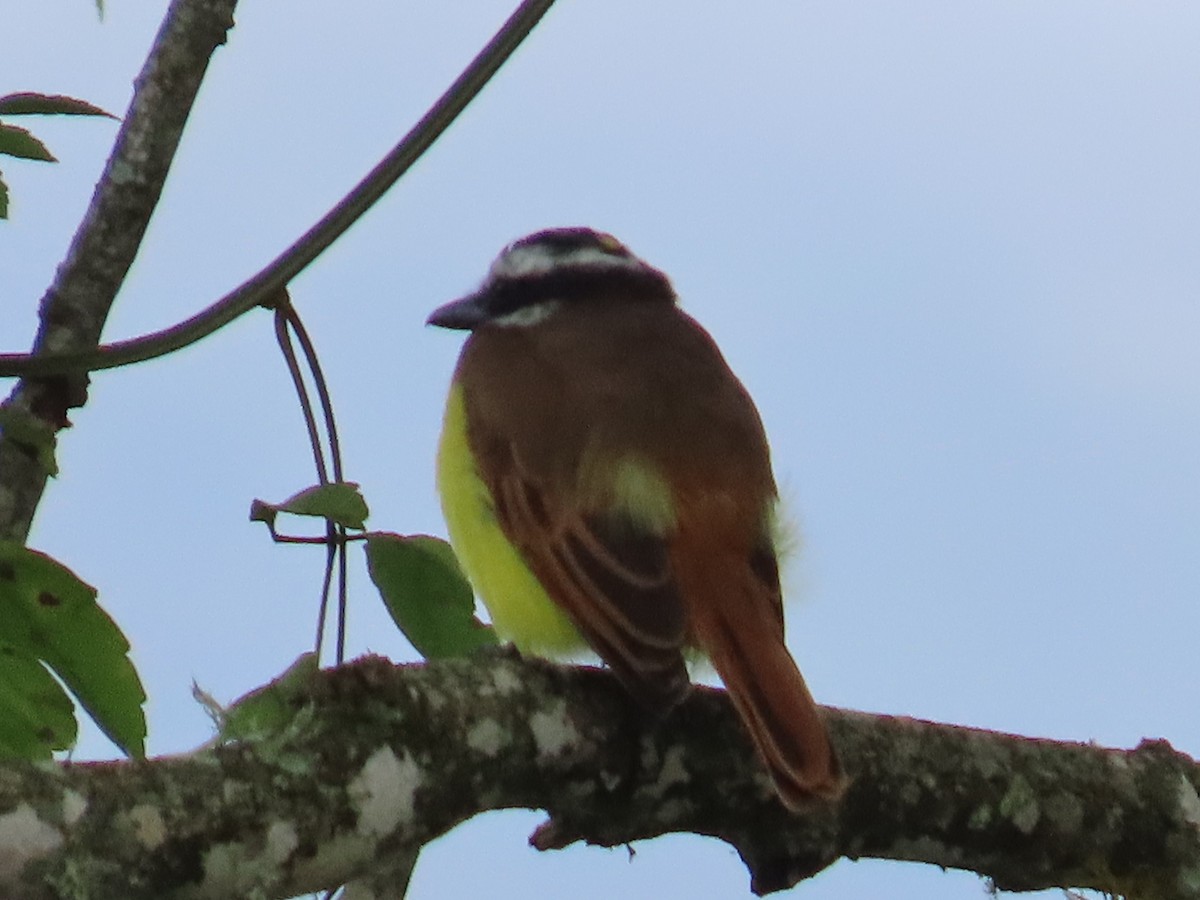 Boat-billed Flycatcher - ML644993096