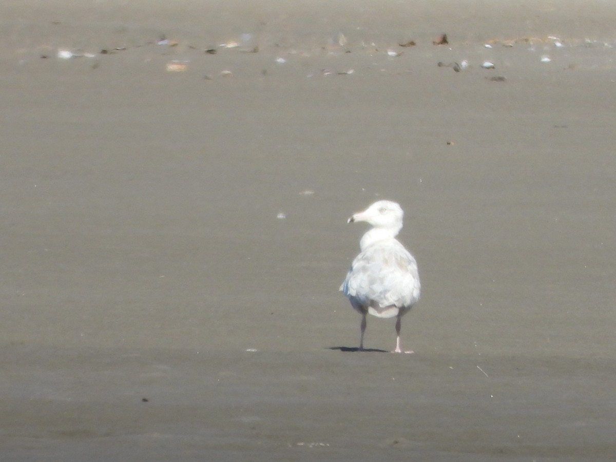 Ipar-kaioa - ML644993098